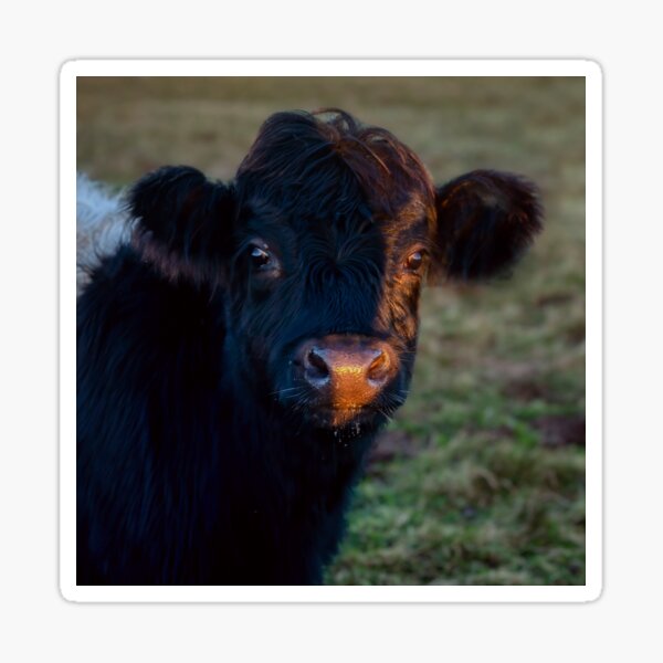 Item preview, Belted Galloway Calf designed and sold by derekbeattie.
