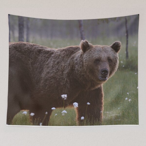 Artikelvorschau,  Panorama, Panorama-Wandkunst, Panorama-Leinwanddrucke Breitbilddrucke, Wandposter, Wandteppiche, Tiere, Grizzlybär-Wandkunst, Grizzlybär-Kunstwerk, Grizzlybären, wild, Grizzlybär-Kunst entworfen und verkauft von eyesight4vision.