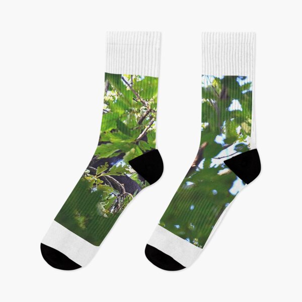 Item preview, Momma Black Bear Up In A Tree designed and sold by LisaWootenPhoto.