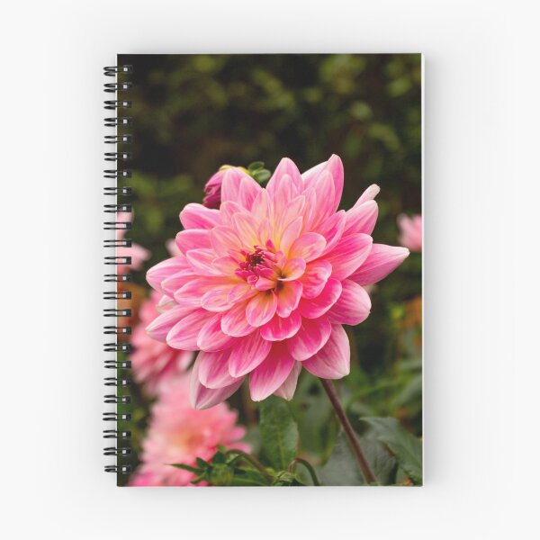 Item preview, Dahlia at Blickling designed and sold by AMoncurPhoto.
