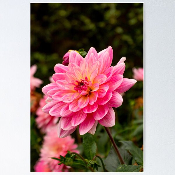 Item preview, Dahlia at Blickling designed and sold by AMoncurPhoto.