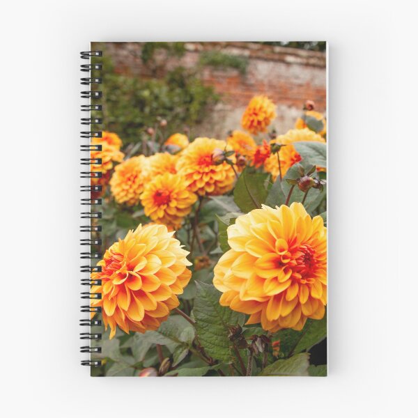 Item preview, Sunset Dahlias  designed and sold by AMoncurPhoto.