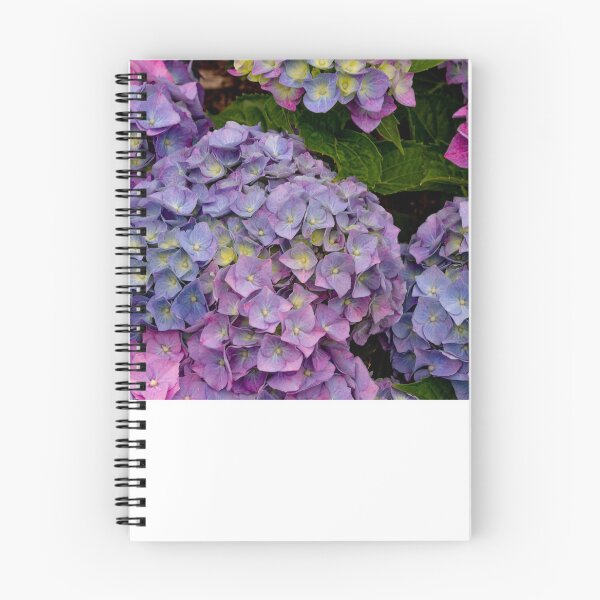 Item preview, Hydrangeas at Felbrigg Hall  designed and sold by AMoncurPhoto.