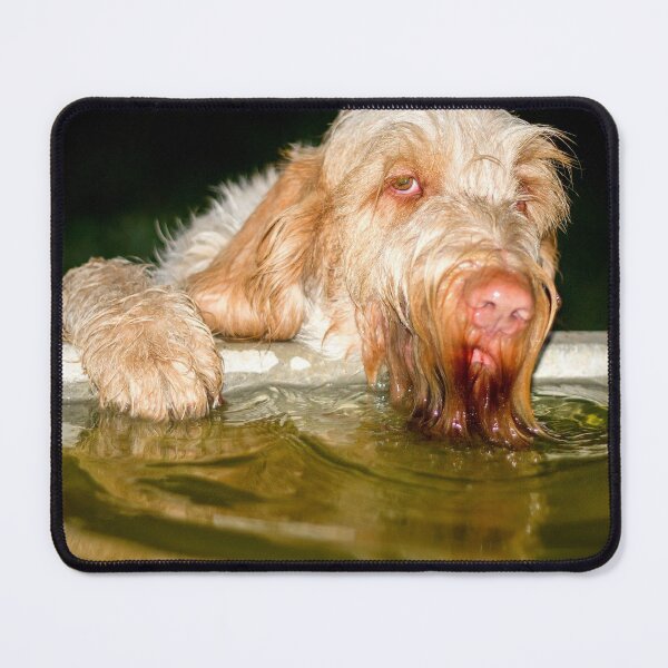 Item preview, Drinking in the dark Spinone designed and sold by FOLK ART FUSION by heidiannemorris.