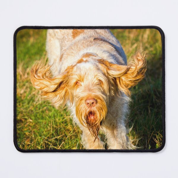 Item preview, Golden ears Spinone by heidiannemorris © designed and sold by FOLK ART FUSION by heidiannemorris.