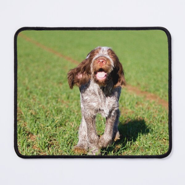 Item preview, Brown Roan Italian Spinone Puppy Dog In Action by heidiannemorris by heidiannemorris © designed and sold by FOLK ART FUSION by heidiannemorris.