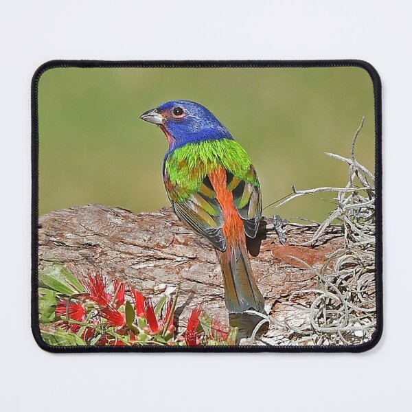 Item preview, Painted Bunting Bird Photograph Notecard designed and sold by candiscamera.