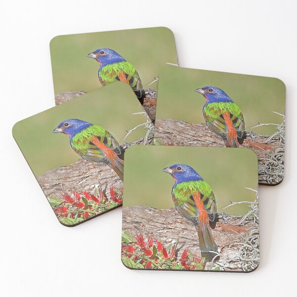Item preview, Painted Bunting Bird Photograph Notecard designed and sold by candiscamera.