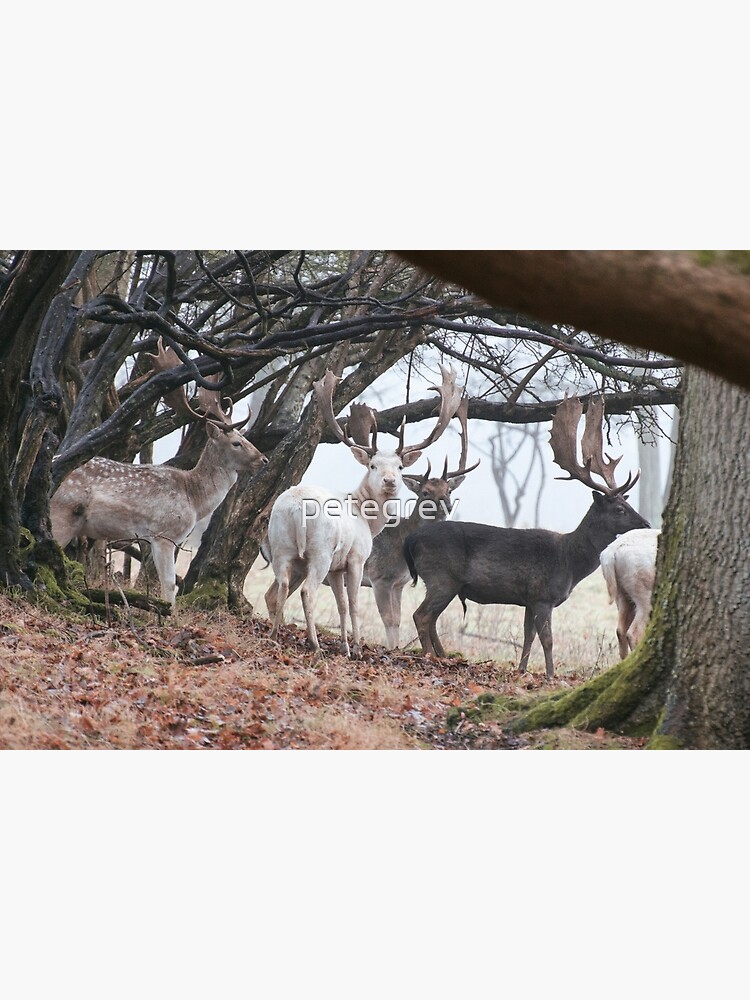 Sussex Bucks by petegrev