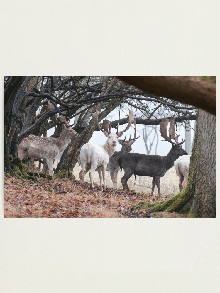 Alternate view of Sussex Bucks Photographic Print