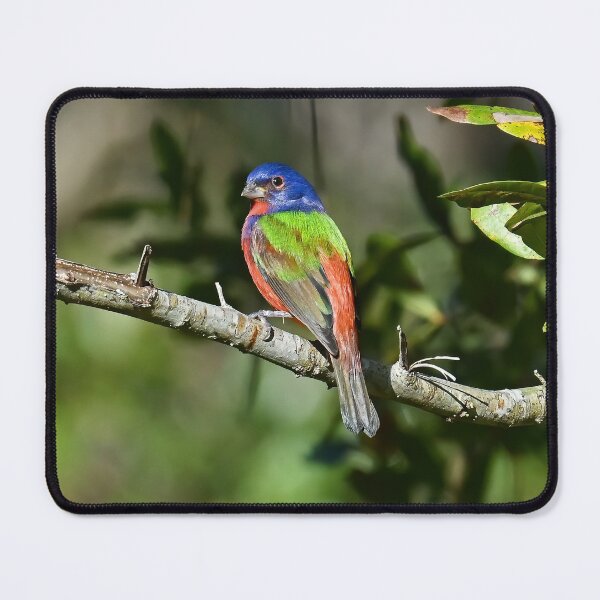 Item preview, Painted Bunting Bird Photograph Notecard designed and sold by candiscamera.