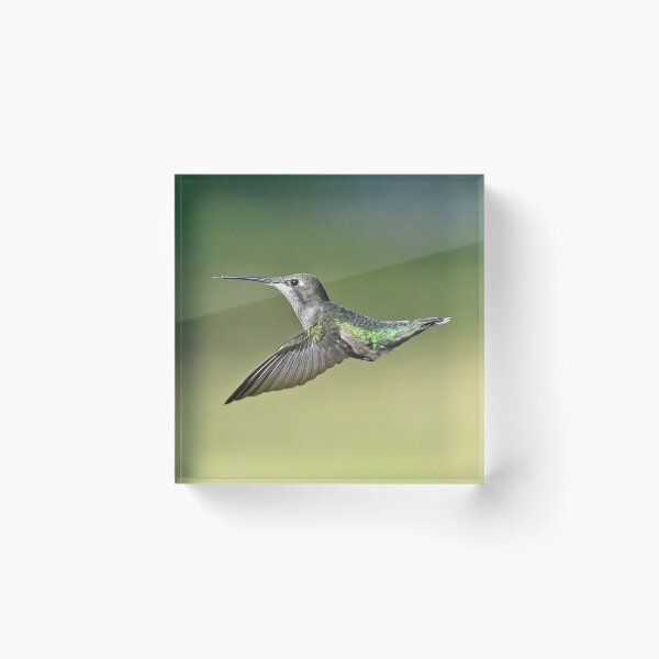 Item preview, Ruby Throated Hummingbird Female designed and sold by candiscamera.