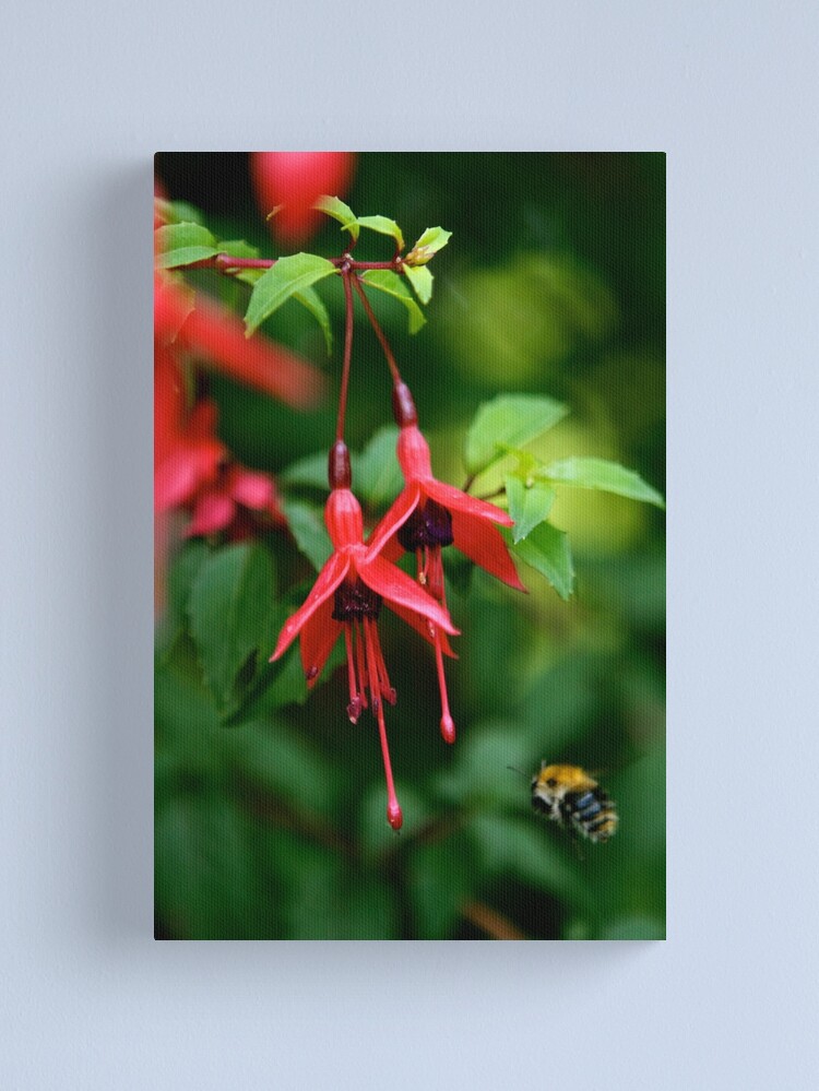 Alternate view of Wild Fuchsia at Loch Na Fooey (tall) Canvas Print