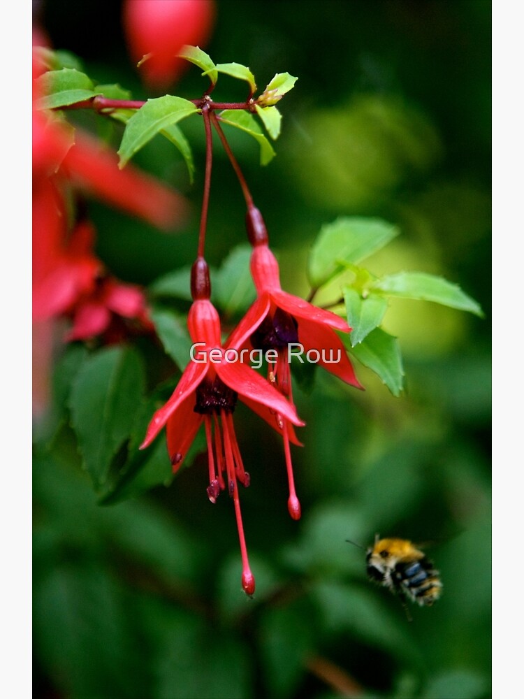 Wild Fuchsia at Loch Na Fooey (tall) by VeryIreland