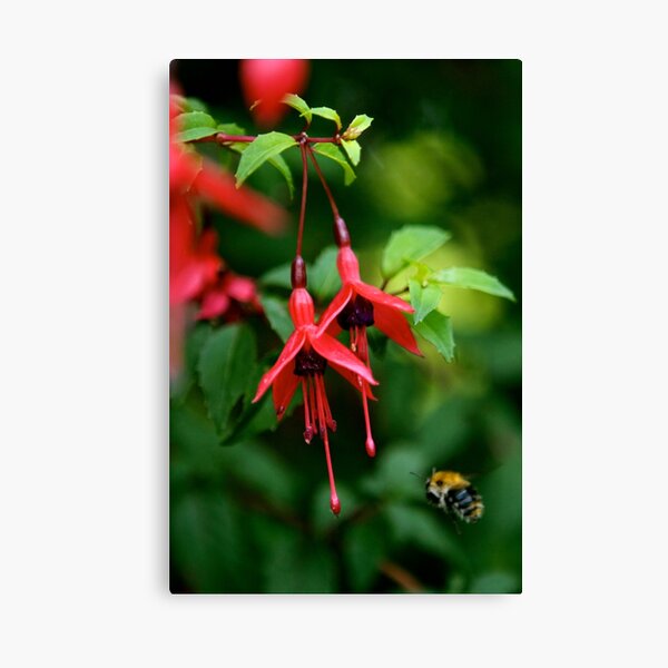 Wild Fuchsia at Loch Na Fooey (tall) Canvas Print