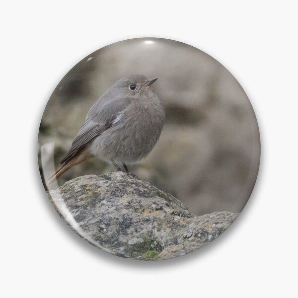 Item preview, Black Redstart designed and sold by LaurenTucker.