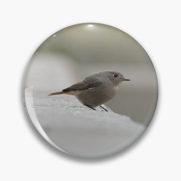 Item preview, Black Redstart designed and sold by LaurenTucker.