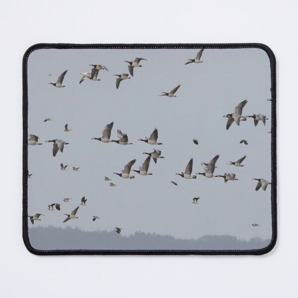 Item preview, Barnacle Geese @ Lapwing Flock designed and sold by LaurenTucker.
