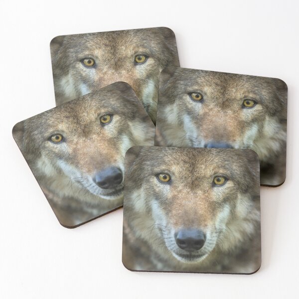 Item preview, Timber wolf-staring at you designed and sold by nitty73.
