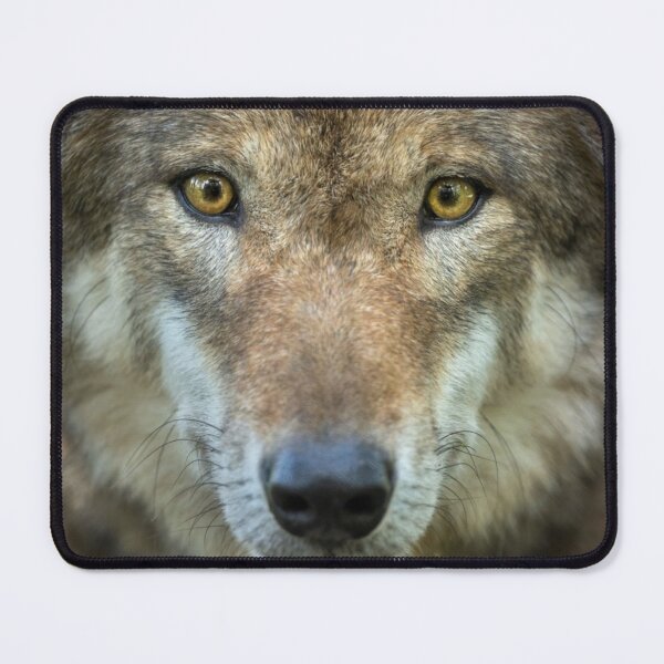 Item preview, Timber wolf-staring at you designed and sold by nitty73.
