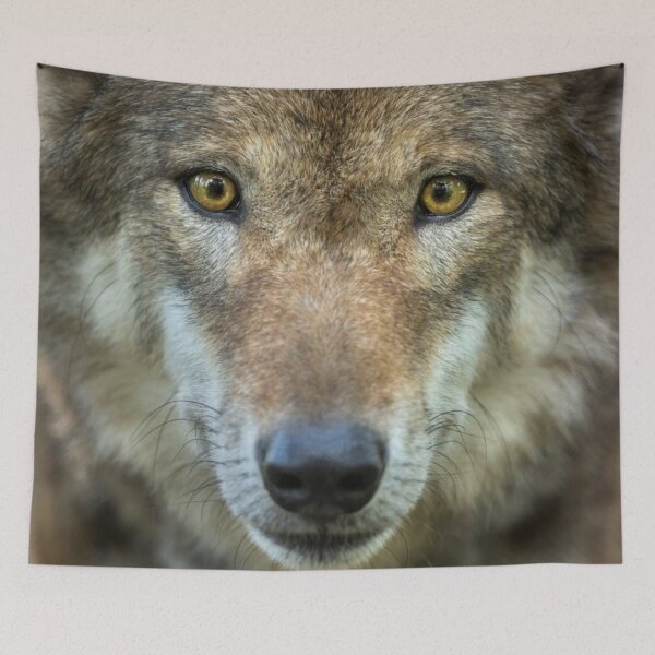 Item preview, Timber wolf-staring at you designed and sold by nitty73.