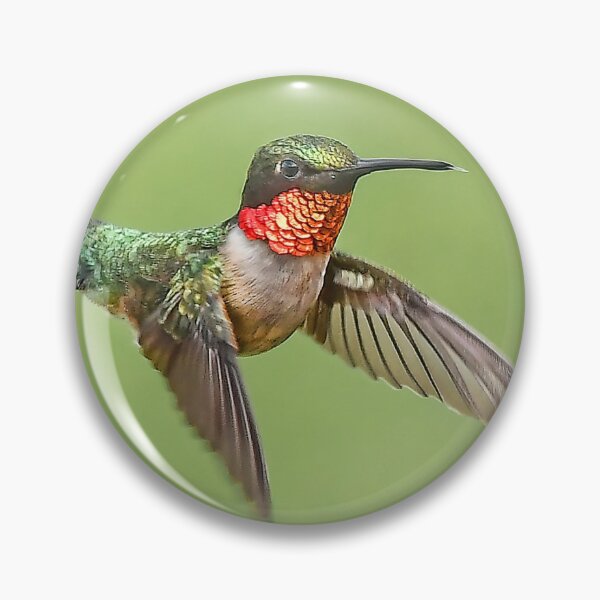 Item preview, Hummingbird Male Ruby Throat designed and sold by candiscamera.