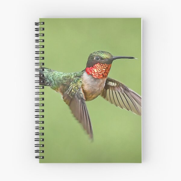 Item preview, Hummingbird Male Ruby Throat designed and sold by candiscamera.