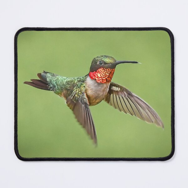 Item preview, Hummingbird Male Ruby Throat designed and sold by candiscamera.