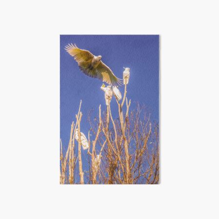 In Flight - Sulphur-crested Cockatoo Art Board Print