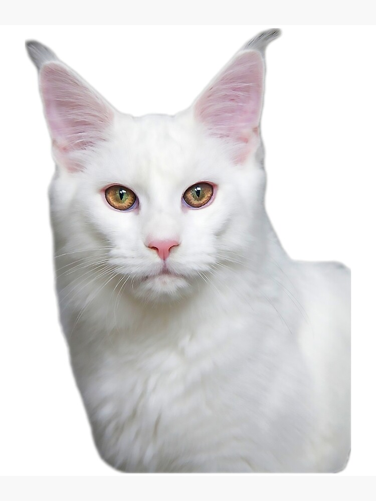 Discover maine coon cat TSHIRT Premium Matte Vertical Poster