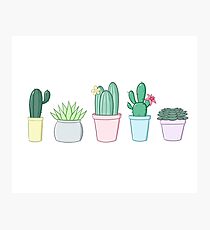 Lámina fotográfica Cactus y Suculentas