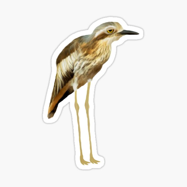 Bush-stone Curlew Painting  Sticker