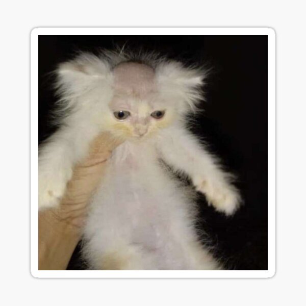 Bald Head Cat | ubicaciondepersonas.cdmx.gob.mx