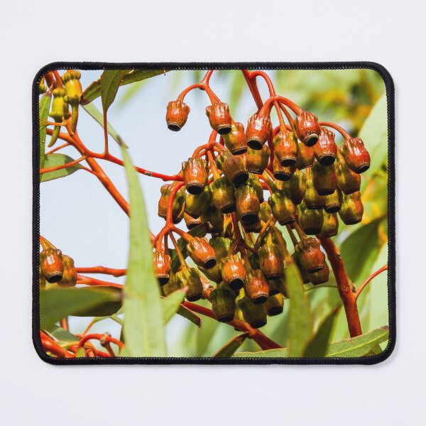Item preview, Gum nuts designed and sold by indiafrankk.