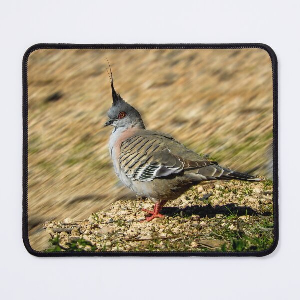 Item preview, Crested pigeon designed and sold by indiafrankk.