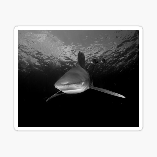 Approaching Oceanic White Tip Shark Sticker