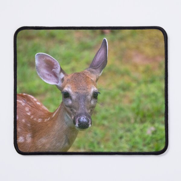 Item preview, Fawn Deer with Long Eyelashes designed and sold by SafariByMarisa.