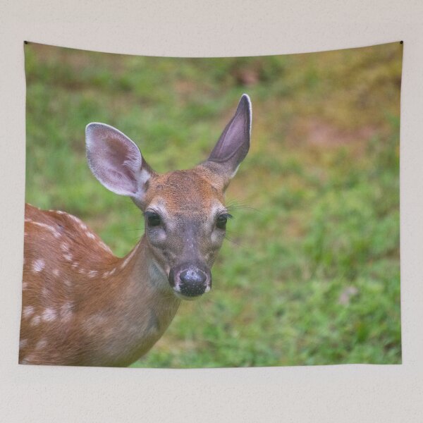 Item preview, Fawn Deer with Long Eyelashes designed and sold by SafariByMarisa.