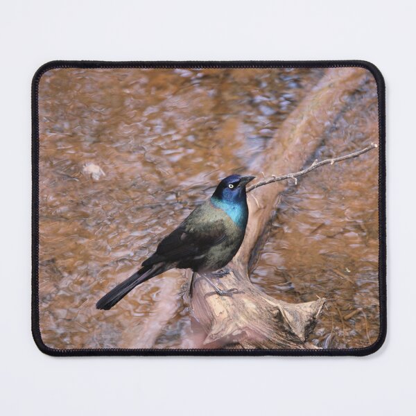 Item preview, Grackle designed and sold by PhyllisG-Art.