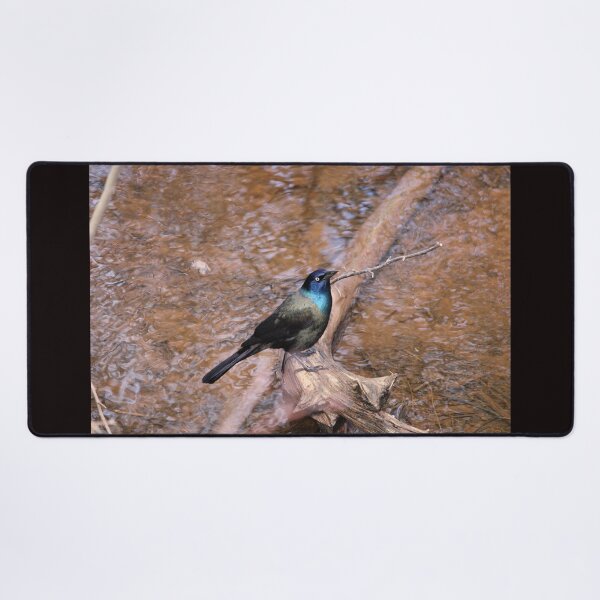 Item preview, Grackle designed and sold by PhyllisG-Art.