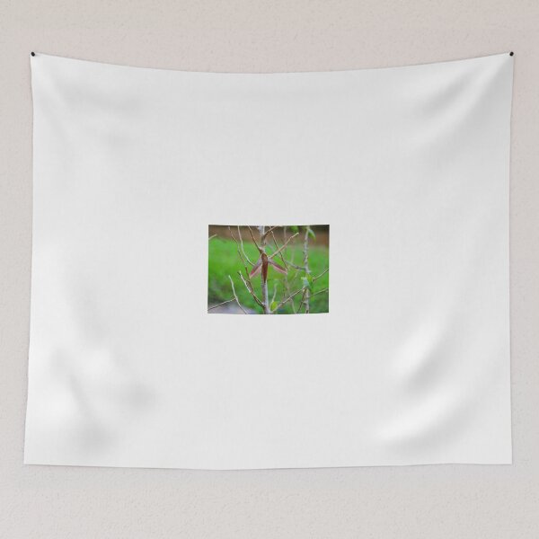 Item preview, Brown Hawk moth designed and sold by ConchArts.