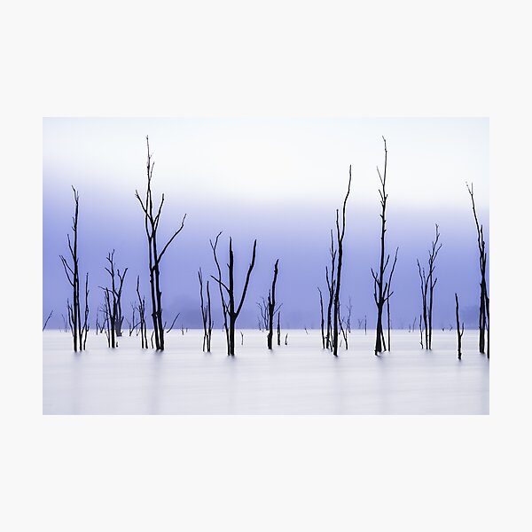 Twigs Photographic Print