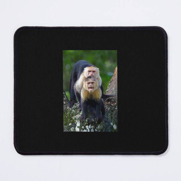 Item preview, Capuchin Monkey Photobomb - Costa Rica Sticker designed and sold by FabianBrendel.