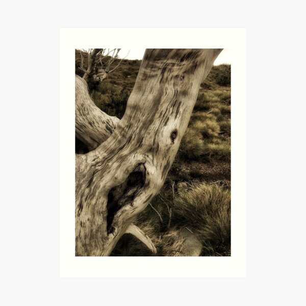 Snowgums Art Print