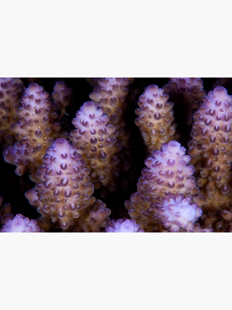 Luminous reef builders by DavidWachenfeld