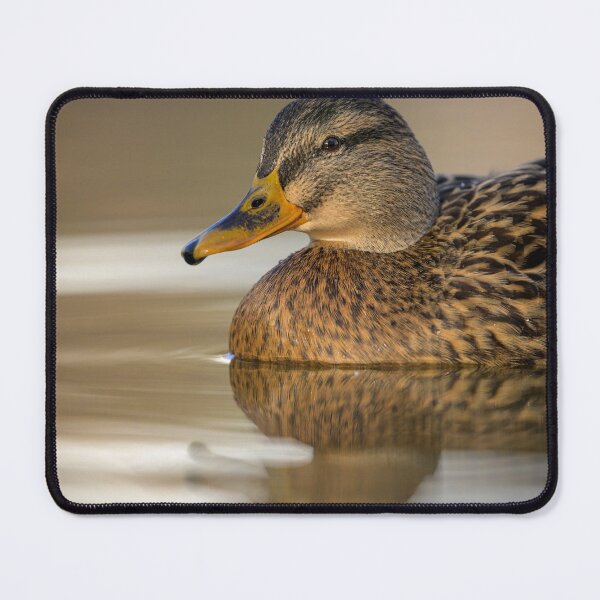 Item preview, Portrait of a female mallard designed and sold by Stefan Rotter.