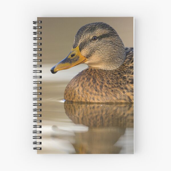 Item preview, Portrait of a female mallard designed and sold by Stefan Rotter.