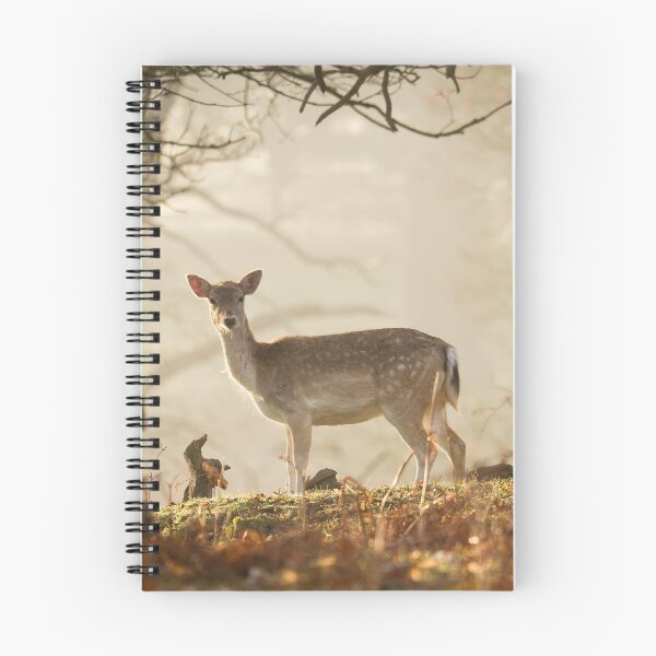 Item preview, Deer in Bradgate Park, Leicestershire designed and sold by Nick Tsiatinis Photography.