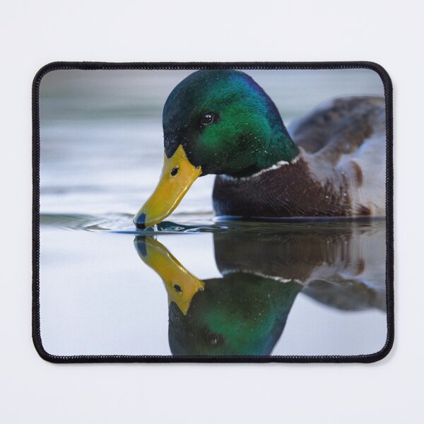 Item preview, Portrait of a male mallard designed and sold by Stefan Rotter.