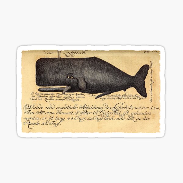 Item preview, Vintage Whale illustration by Johann Anderson, 1746 designed and sold by monsterplanet.